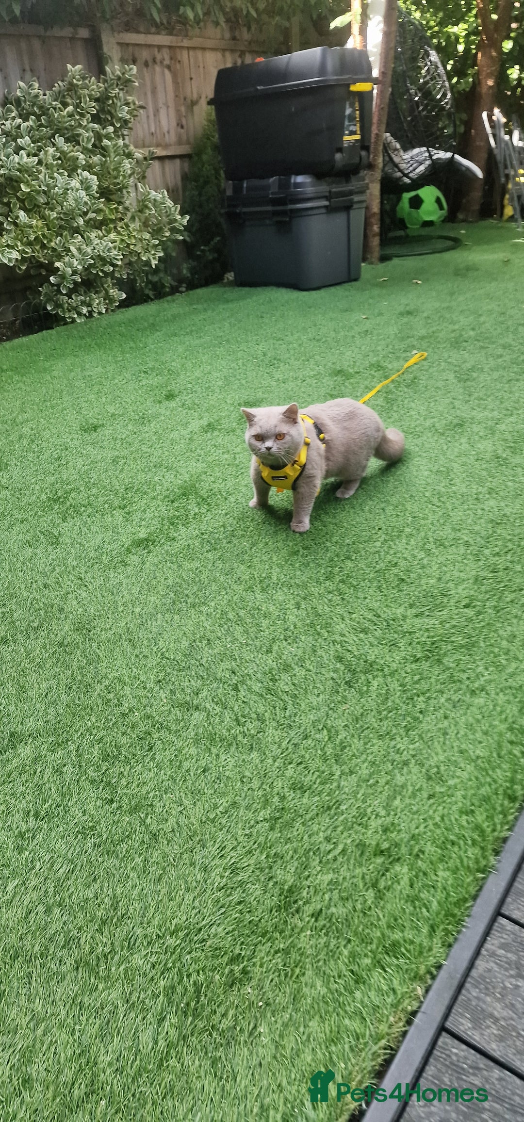 British Shorthair cats for stud: Amasing British Shorthair Lilac for stud - Image 8