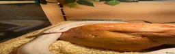Corn Snake reptiles for sale: Corn Snake including full vivarium set up - Advert 3