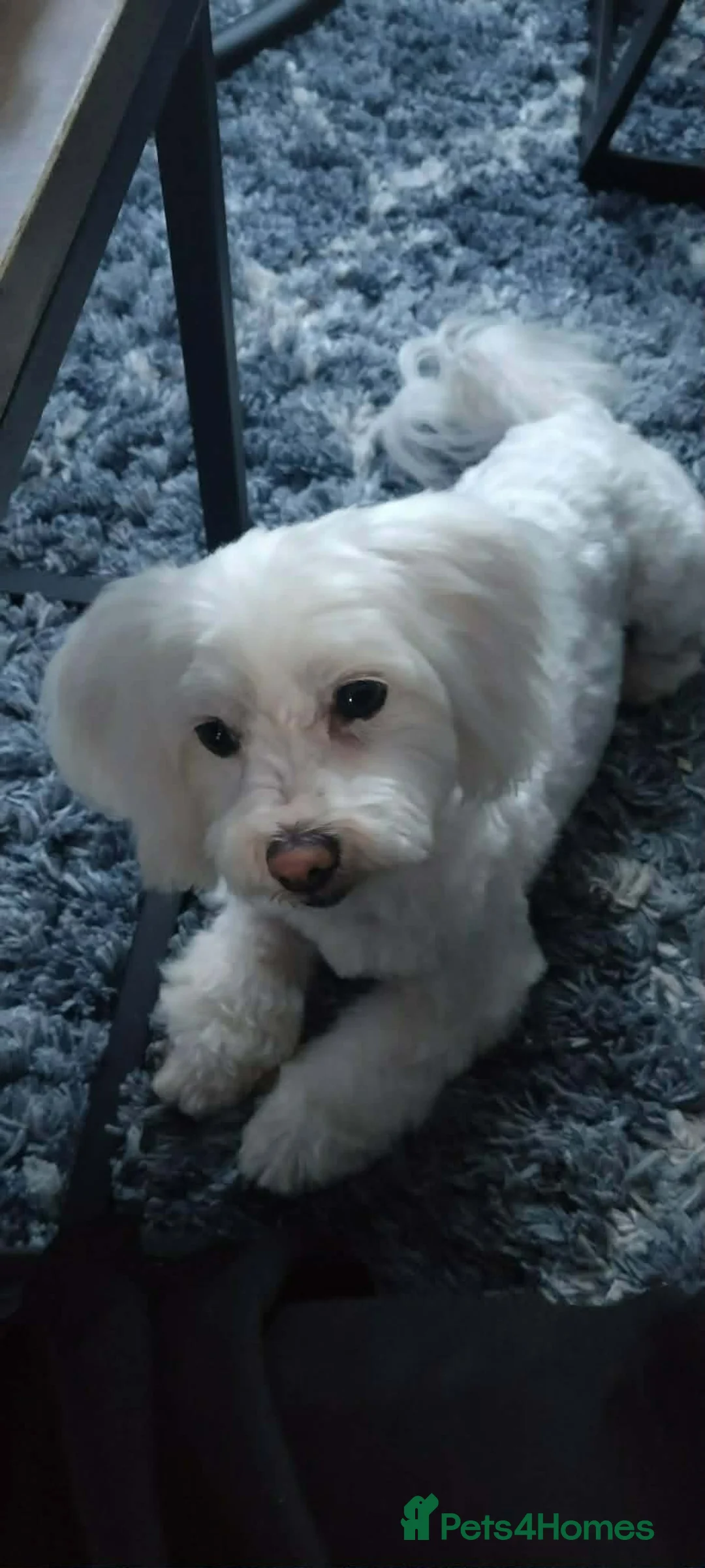 Maltese dogs for sale: 2 GIRLS Gorgeous baby Maltese  in Coventry - Advert 2