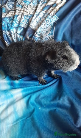 Guinea Pig rodents - Advert 11