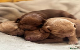 Cockapoo dogs for sale: 2 weeks old cockapoos  - Image 19