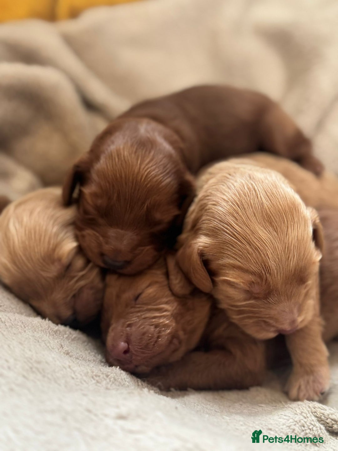 Cockapoo dogs for sale: 2 weeks old cockapoos  - Image 19
