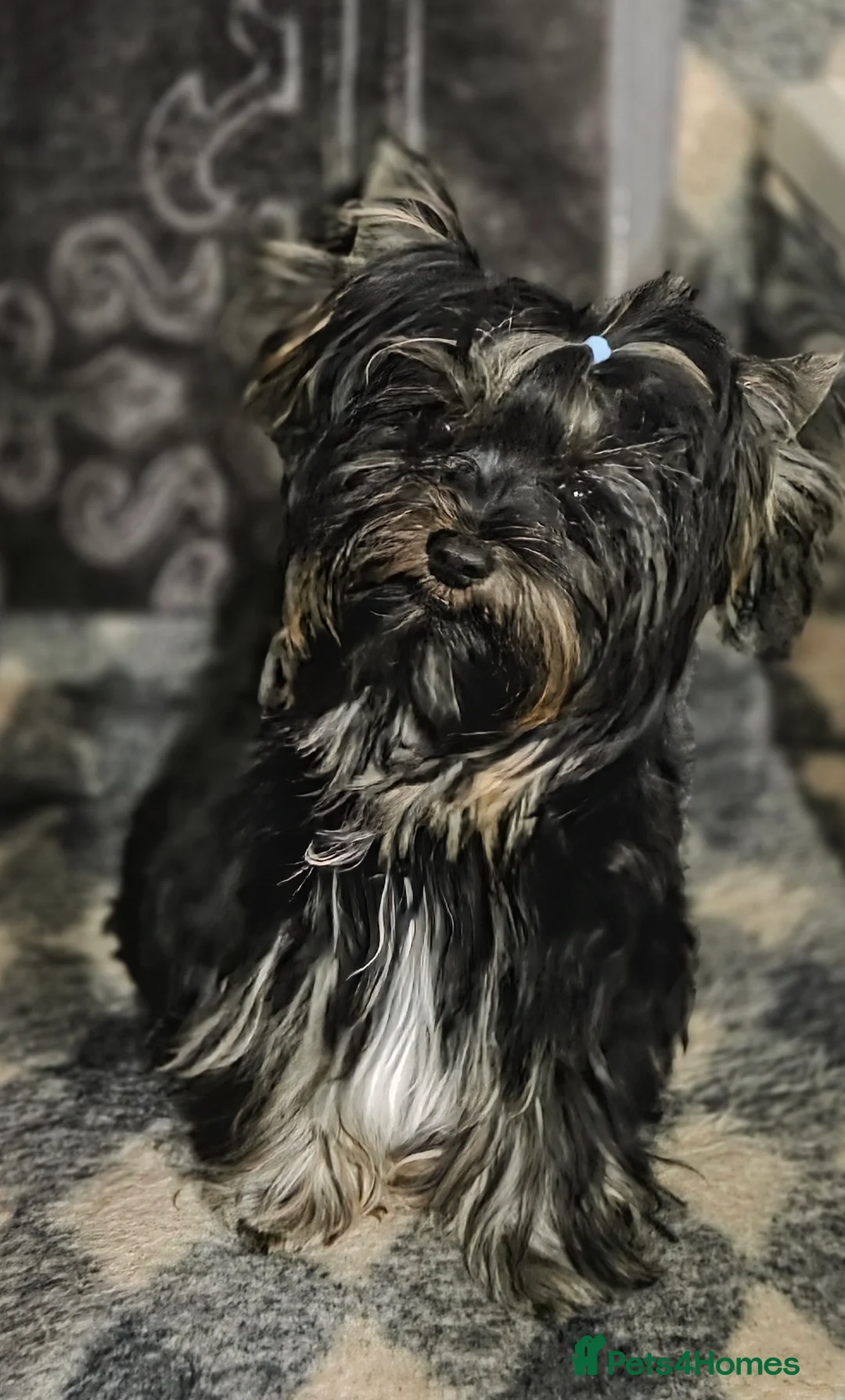 Yorkshire Terrier dogs for sale: Yorkshire Terrier Carrier  - Advert 4