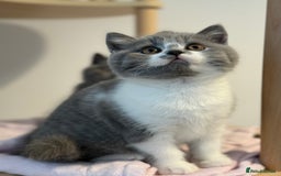 British Shorthair cats for sale: British shorthair-TICA pedigree,champion bloodline - Image 9