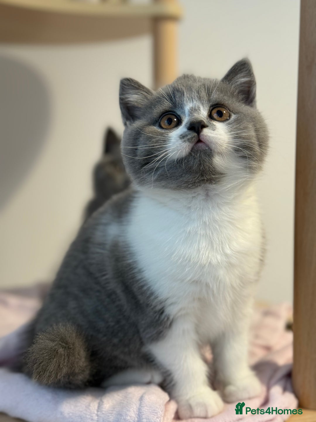 British Shorthair cats for sale: British shorthair-TICA pedigree,champion bloodline - Image 9