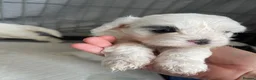 Shihpoo dogs for sale: 1 Shih poo girl ready to leave  - Advert 13
