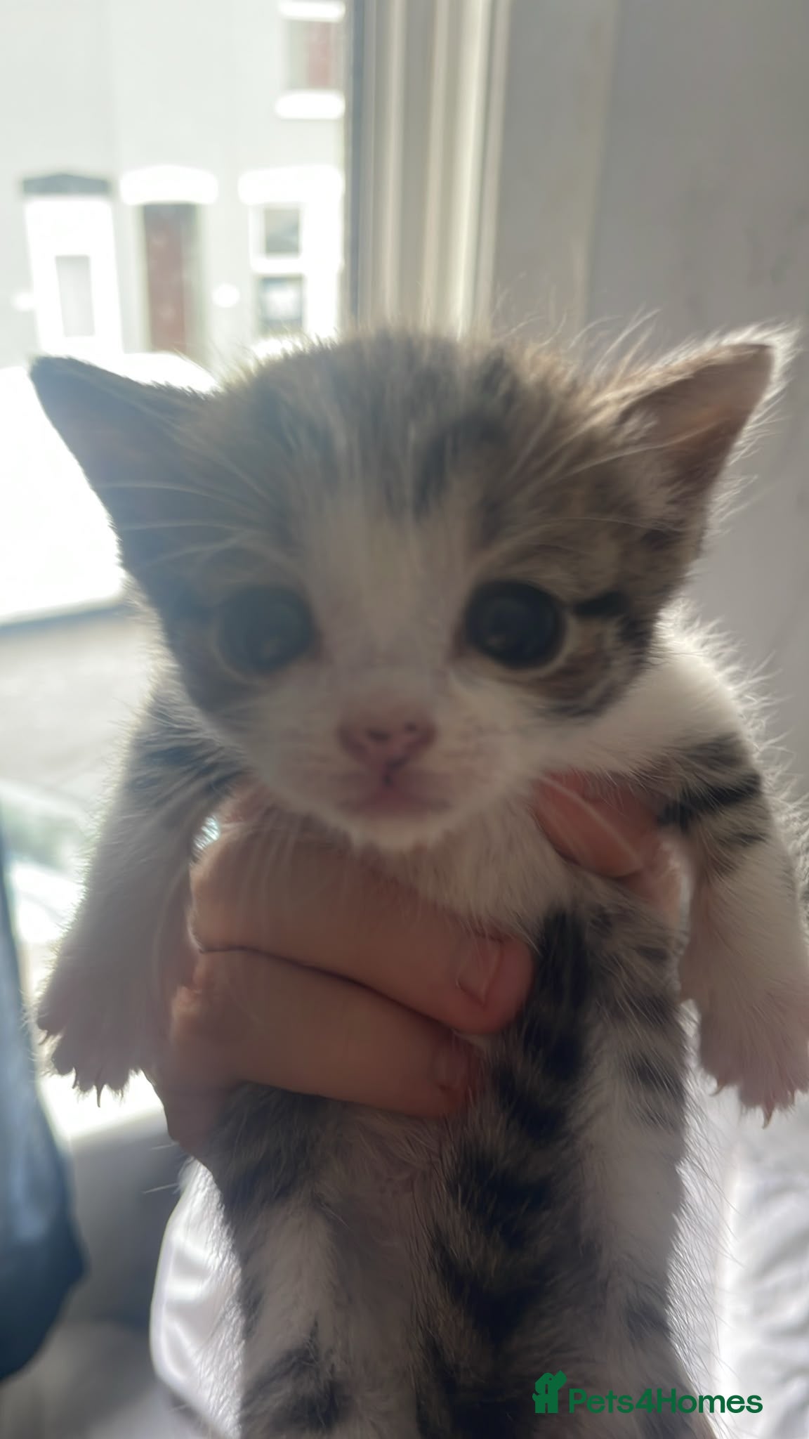 Mixed Breed cats Beautiful kittens - Advert 2