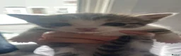Mixed Breed cats for sale: Beautiful kittens - Advert 1