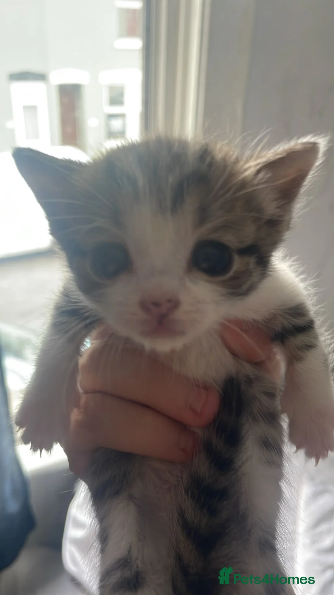 Mixed Breed cats for sale: Beautiful kittens - Advert 1