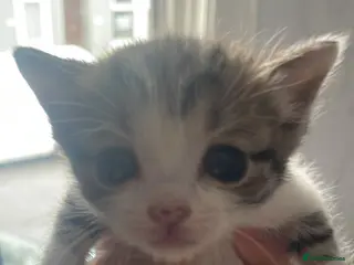 Mixed Breed cats Beautiful kittens - Advert 4