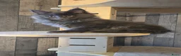 Maine Coon cats for sale: PURE MAINE COON - Advert 6