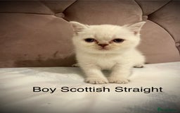 Scottish Fold cats for sale: Selling Adorable Scottish Fold & Straight Kittens - Image 6