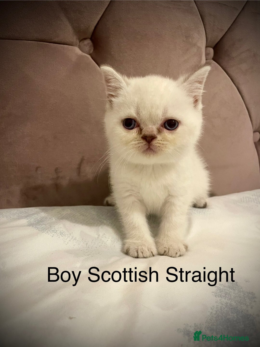 Scottish Fold cats for sale: Selling Adorable Scottish Fold & Straight Kittens - Image 6