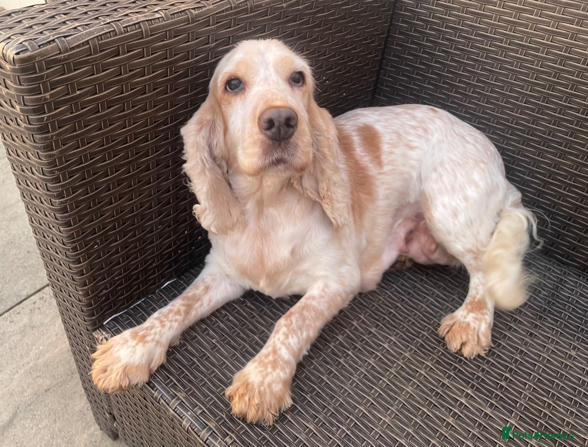 Cocker Spaniel dogs Cocker Spaniel Looking For A Happy Retirement Home - Advert 1