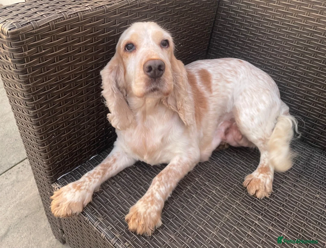 Cocker Spaniel dogs for sale: Cocker Spaniel Looking For A Happy Retirement Home - Advert 1
