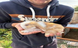 Mini Lop rabbits for sale: Gorgeous Mini Lop Bunny Rabbits - Image 1