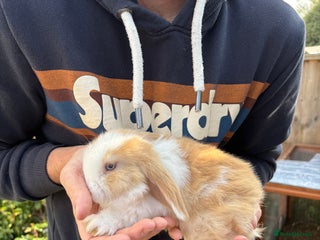 Mini Lop rabbits - Advert 5