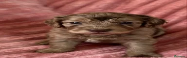 Cockapoo 2