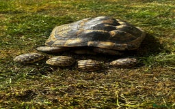 Tortoise reptiles for sale: Fertile female 20 years old Spur thigh  - Image 1