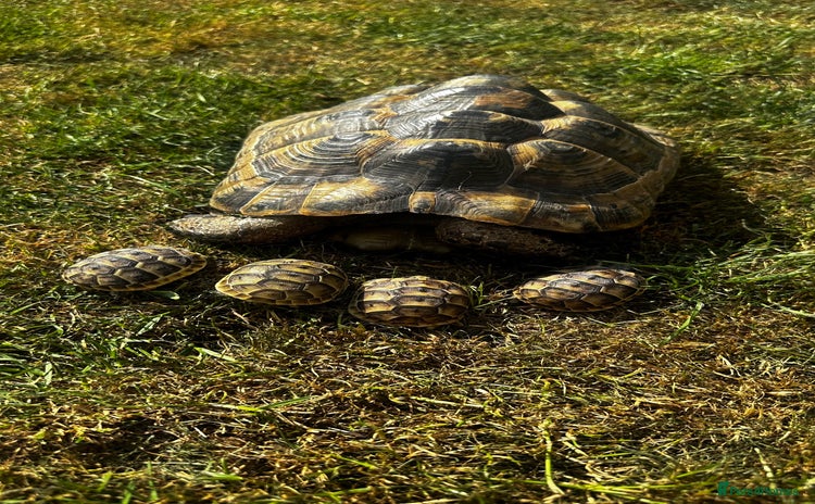 Tortoise reptiles - Advert 1