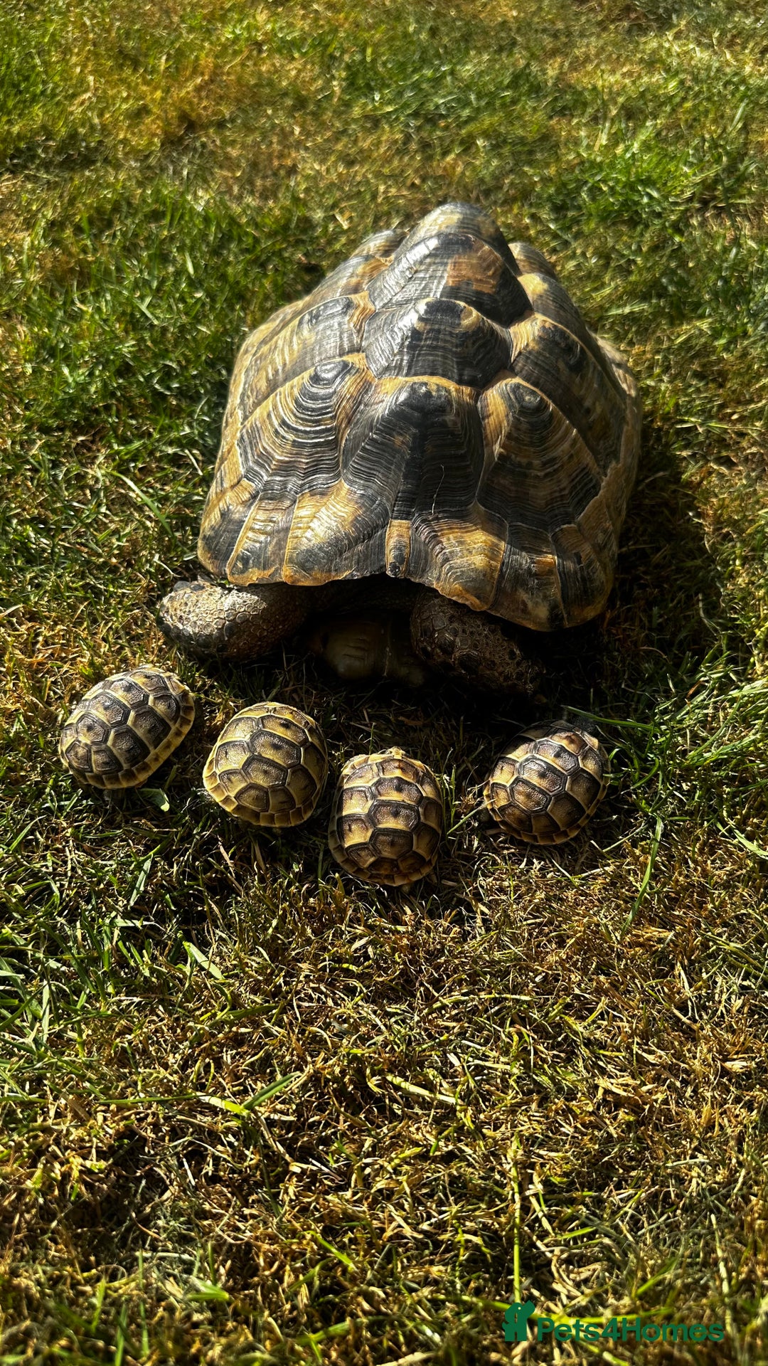 Tortoise reptiles for sale: Fertile female 20 years old Spur thigh  - Image 1