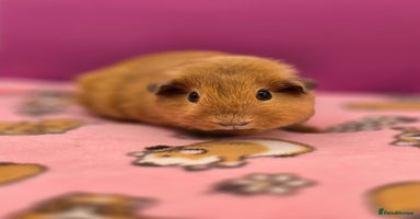 Guinea Pig rodents - Advert 2