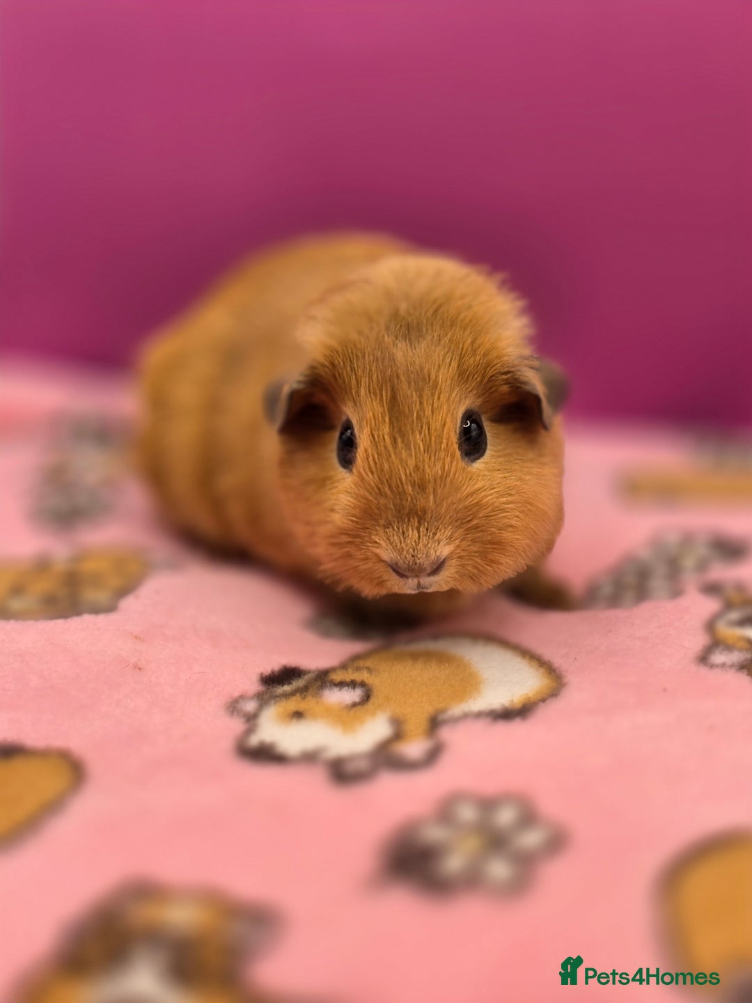 Guinea Pig rodents for sale: Californian Boar, Aby Sow & Self from Cali Sow - Image 2