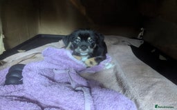 Mixed Breed dogs for sale: ShiChi x chihuahua frenchie pups - Image 11