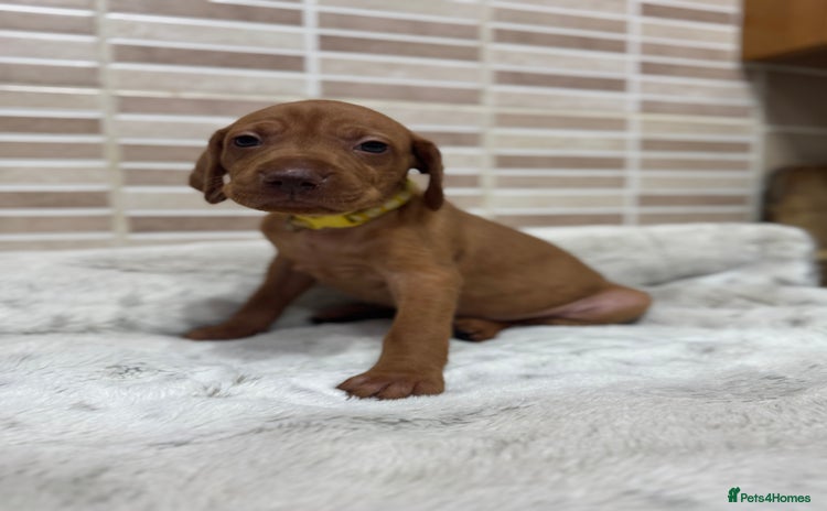 Hungarian Vizsla dogs - Advert 3