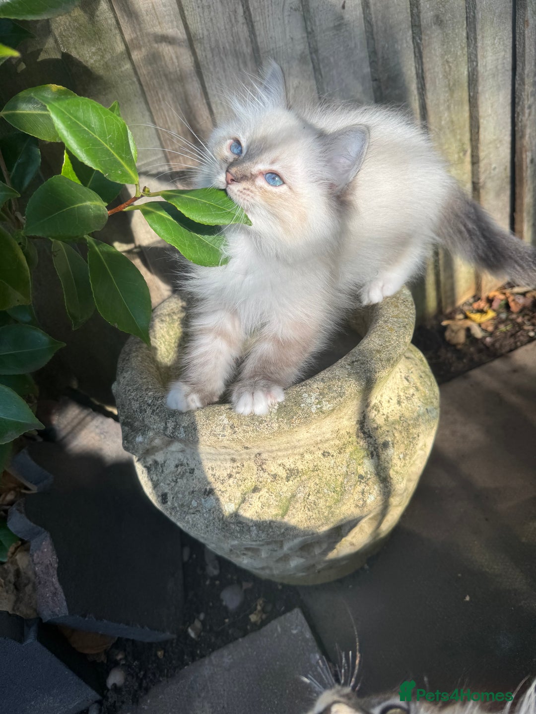 Ragdoll cats for sale: 🚨 Gorgeous, pedigree Ragdoll Puffballs! 🚨  - Image 20