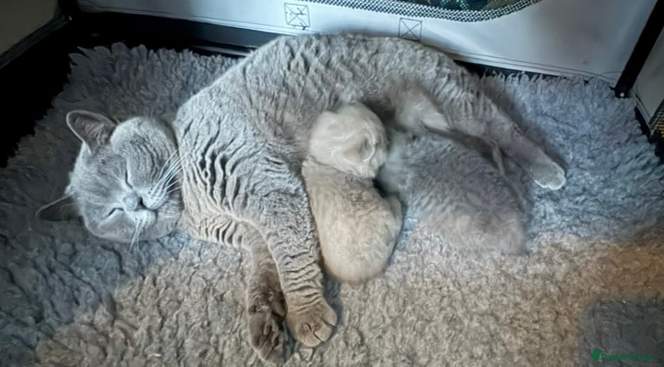 British Shorthair cats 2 beautiful fluffy British shorthairs available  - Advert 5