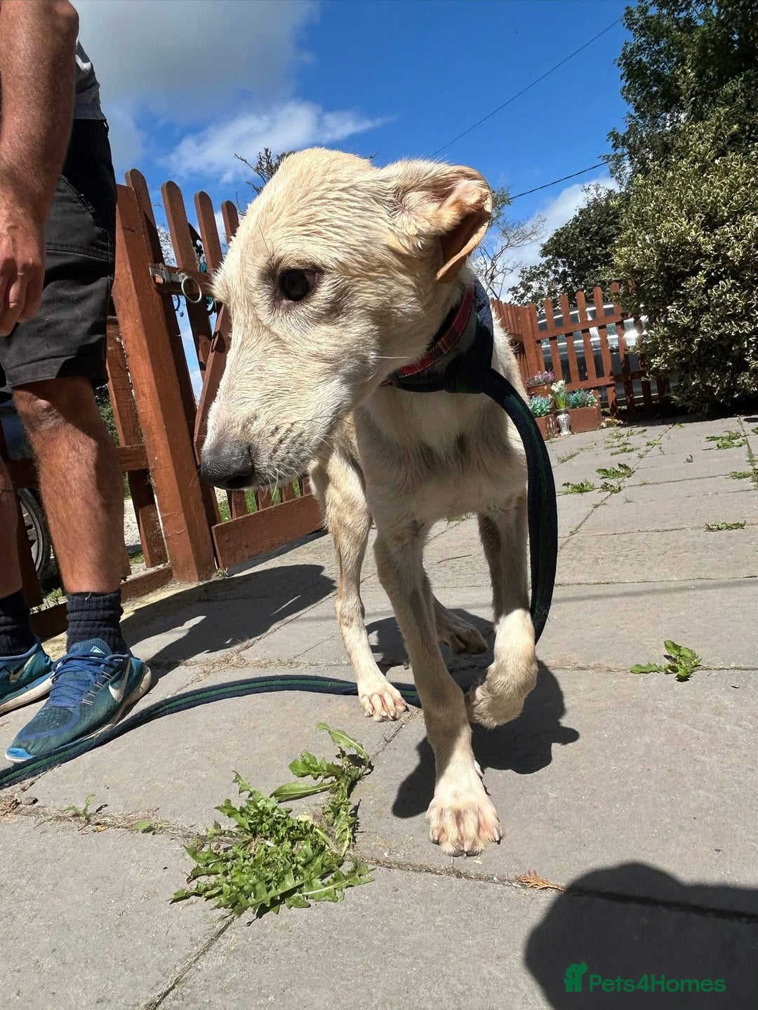 Mixed Breed dogs for adoption: Meatball - Norwich Norfolk  - Image 1