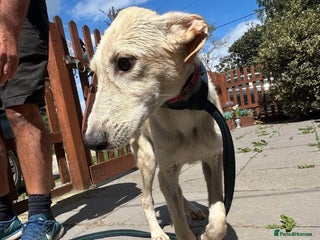 Mixed Breed dogs Meatball - Norwich Norfolk - Advert 3