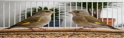 Finches birds for sale: Finches  - Advert 4