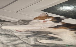 Domestic Shorthair cats for sale: Calico domestic short hair - Image 4