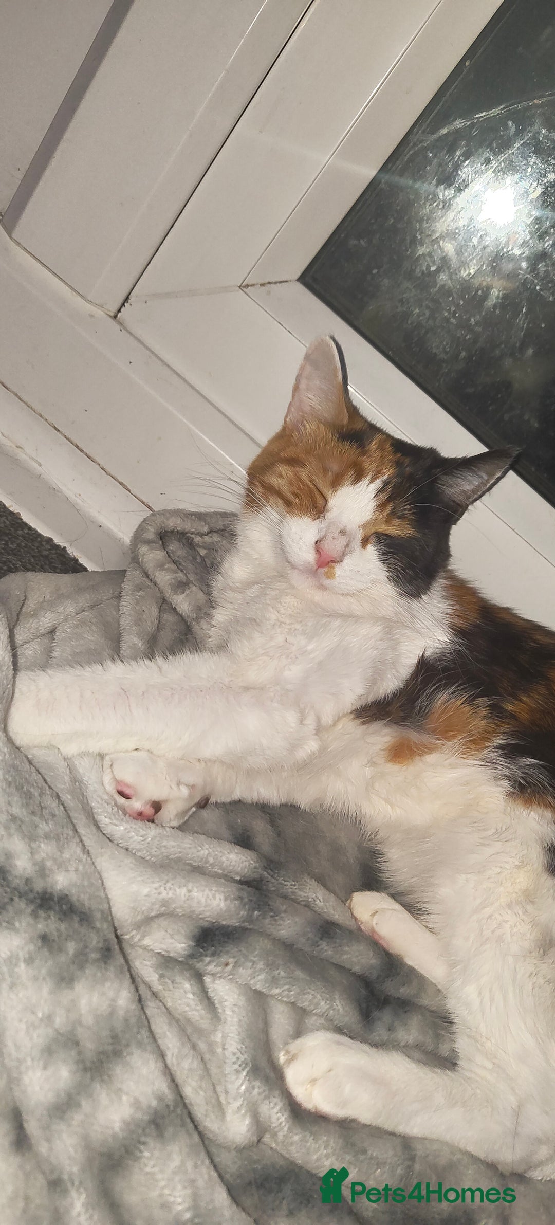 Domestic Shorthair cats for sale: Calico domestic short hair - Image 4