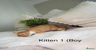 Mixed Breed cats - Advert 5