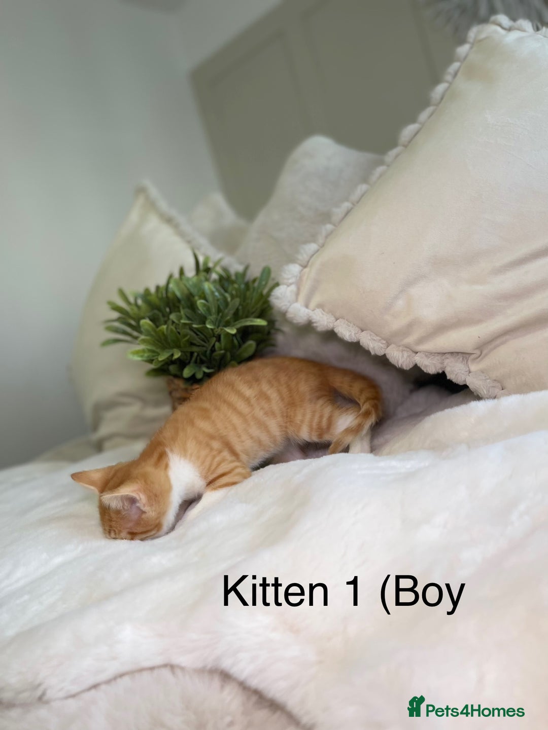 Mixed Breed cats for sale: 5 beautiful kittens 8 weeks old ready now  - Image 2