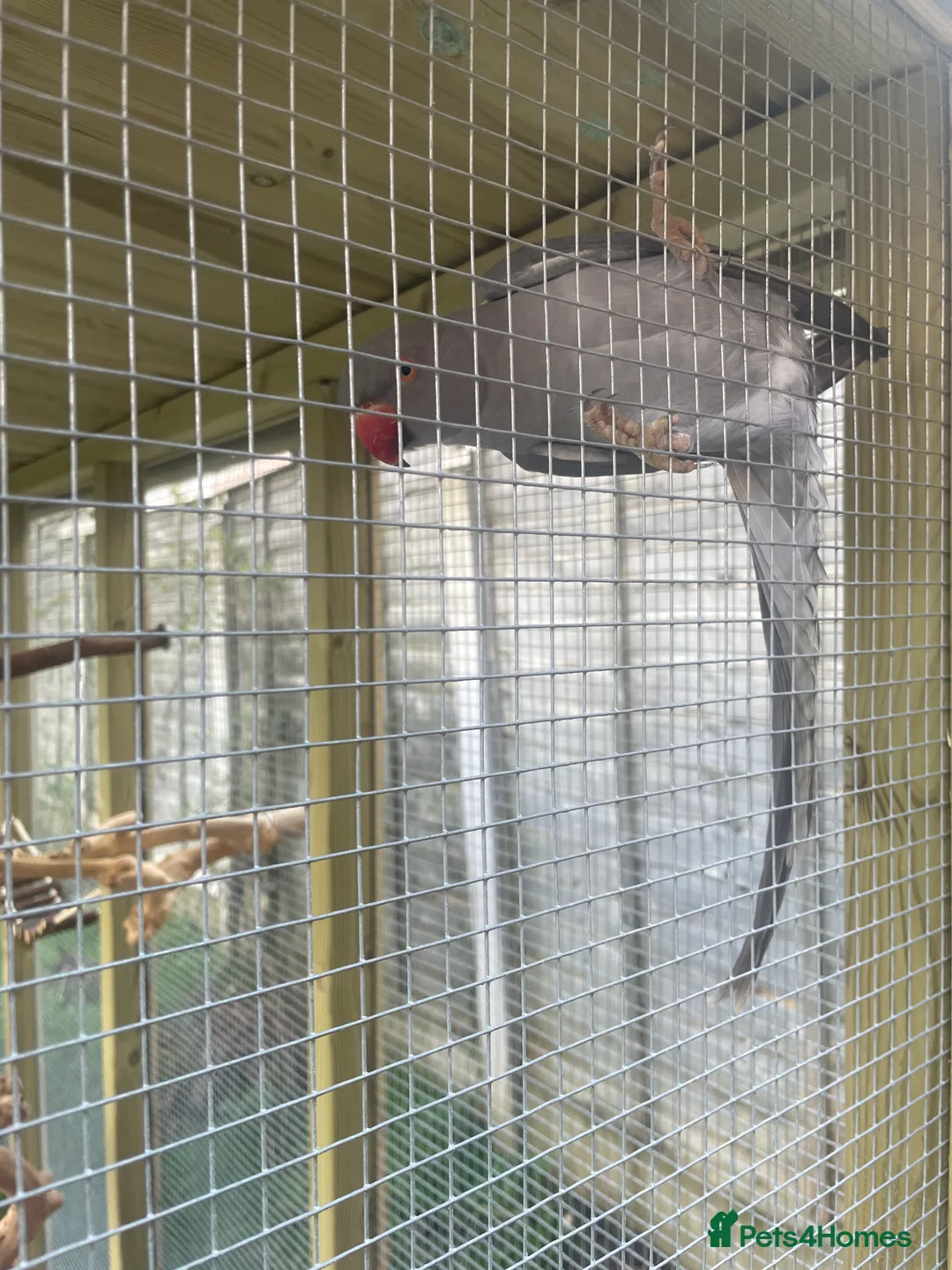 Parakeets birds for sale: ** LILAC GREY INDIAN RINGNECK FOR SALE ** in Wolverhampton - Advert 2