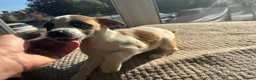 Jack Russell dogs for sale: Lively Jack Russell puppies - Advert 12