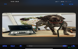 German Shorthaired Pointer dogs for sale: KC show qualify GSP’s (crufts champion bloodlines) - Image 9