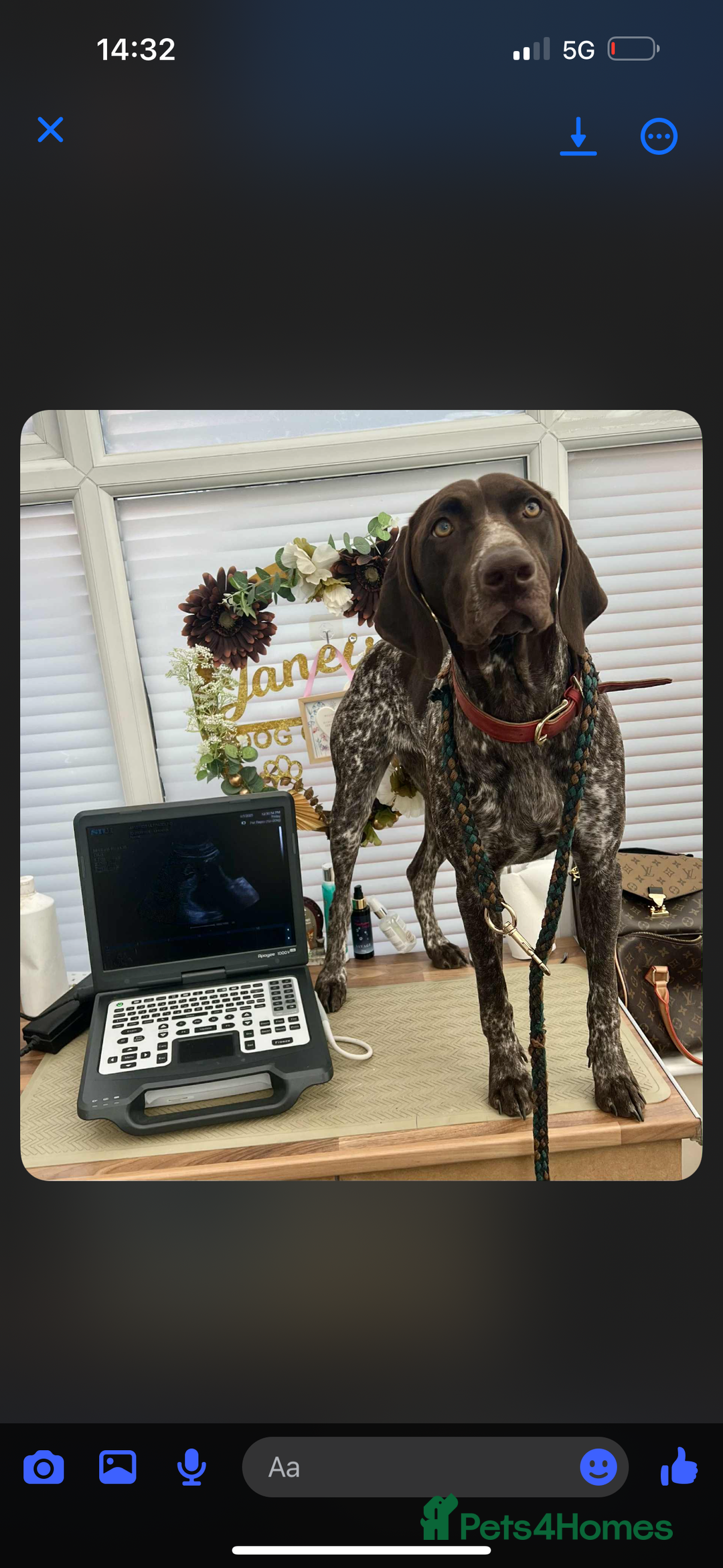 German Shorthaired Pointer dogs for sale: KC show qualify GSP’s (crufts champion bloodlines) - Image 9