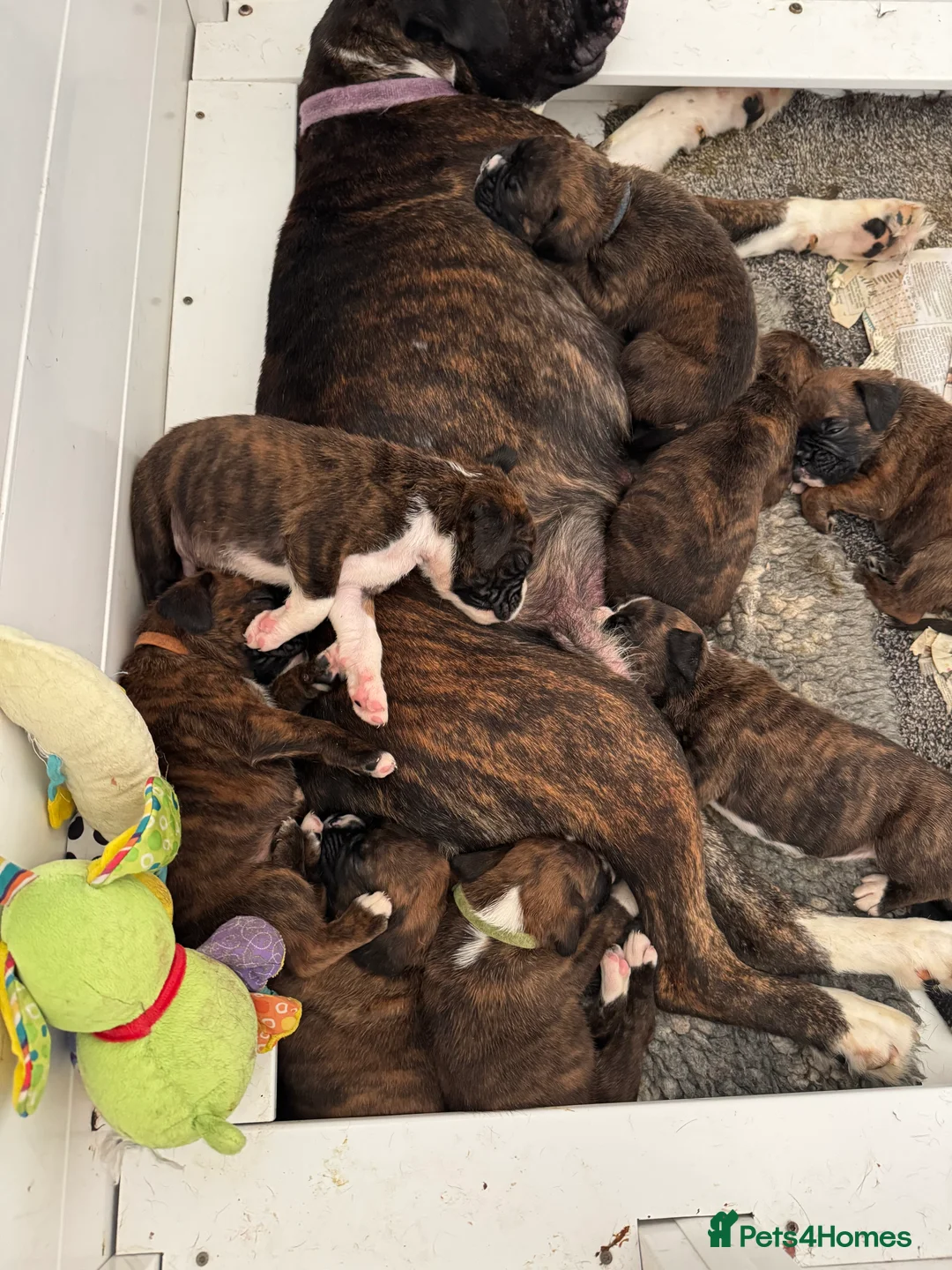 Boxer dogs for sale: Health Tested Pedigree Boxers  - Advert 1