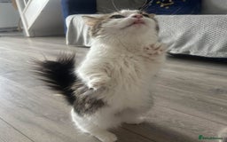Munchkin cats for sale: Female munchkin  - Image 2