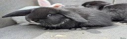 Mini Lop rabbits for sale: Super friendly mini lop kits - Advert 4