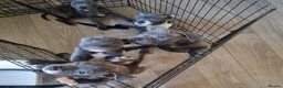 Staffordshire Bull Terrier dogs for sale: Blue staff pups  in Belfast - Advert 4