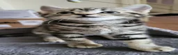 Mixed Breed cats for sale: Cute playful 5 kittens - Advert 8