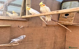 Mixed Breed birds for sale: Budgies, Cockatiels and Indian Ringnecks - Image 7