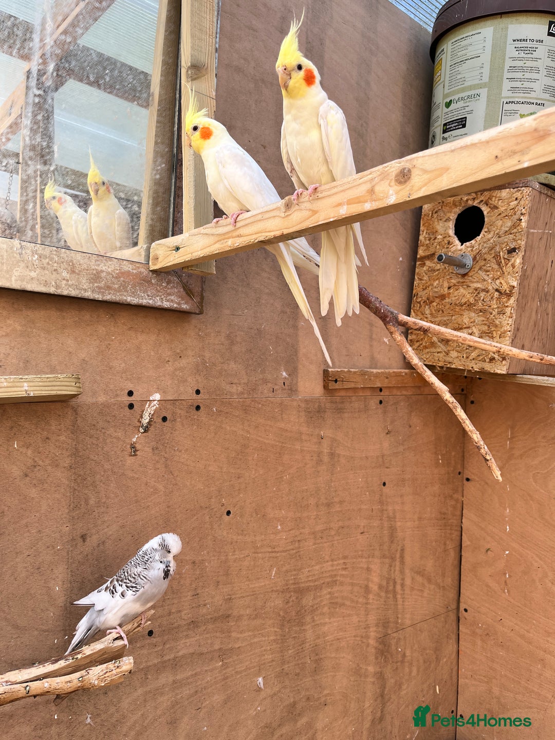 Mixed Breed birds for sale: Budgies, Cockatiels and Indian Ringnecks - Image 7