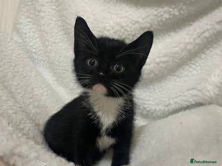 Domestic Shorthair cats Kittens ready for their new homes! - Advert 15